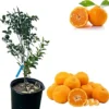 Ponkan Mandarin Live Tree - Sweet Tangerine Orange Fruit Plant, 2-3 Ft Tall, 3 Gallon Pot, Outdoor - Image 1
