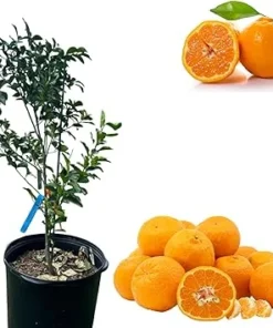Ponkan Mandarin Live Tree - Sweet Tangerine Orange Fruit Plant, 2-3 Ft Tall, 3 Gallon Pot, Outdoor - Image 7