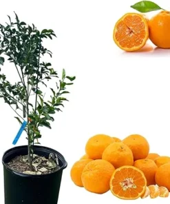 Ponkan Mandarin Tree Live Plant - Sweet Tangerine Orange, 2-3 Ft Tall in 3 Gallon Pot, Outdoor - Image 4