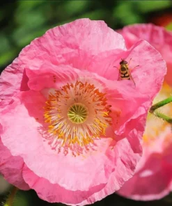 Poppy Champagne Bubbles Pink Plug - Live Starter Plant, 1-3 Inch Tall, Outdoor - Image 2