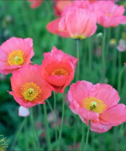 Poppy Champagne Bubbles Pink Plug - Live Starter Plant, 1-3 Inch Tall, Outdoor - Image 3