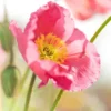 Poppy Champagne Bubbles Pink Plug - Live Starter Plant, 1-3 Inch Tall, Outdoor - Image 1