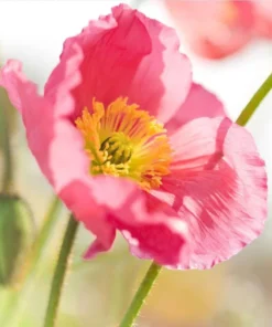 Poppy Champagne Bubbles Pink Plug - Live Starter Plant, 1-3 Inch Tall, Outdoor - Image 1