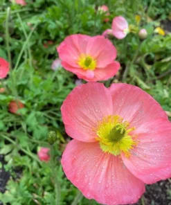 Poppy Champagne Bubbles Pink Plug - Live Starter Plant, 1-3 Inch Tall, Outdoor - Image 4