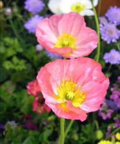 Poppy Champagne Bubbles Pink Plug - Live Starter Plant, 1-3 Inch Tall, Outdoor - Image 5