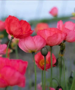 Poppy Champagne Bubbles Pink Plug - Live Starter Plant, 1-3 Inch Tall, Outdoor - Image 6