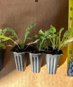 Poppy Champagne Bubbles Pink Plug - Live Starter Plant, 1-3 Inch Tall, Outdoor - Image 8