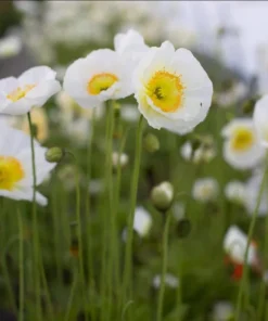 Poppy Champagne Bubbles White Live Plug Plant - 1-3 Inch Tall Starter - Image 2