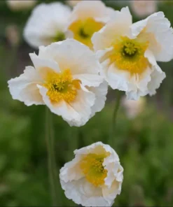 Poppy Champagne Bubbles White Live Plug Plant - 1-3 Inch Tall Starter - Image 3