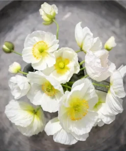 Poppy Champagne Bubbles White Live Plug Plant - 1-3 Inch Tall Starter - Image 4