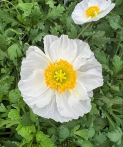 Poppy Champagne Bubbles White Live Plug Plant - 1-3 Inch Tall Starter - Image 5