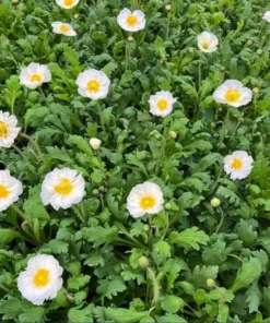 Poppy Champagne Bubbles White Live Plug Plant - 1-3 Inch Tall Starter - Image 7