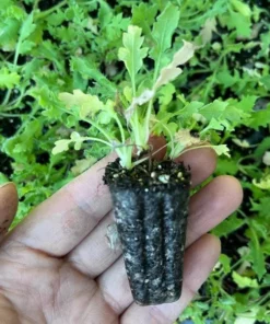 Poppy Champagne Bubbles White Live Plug Plant - 1-3 Inch Tall Starter - Image 8