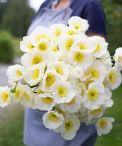 Poppy Champagne Bubbles White Live Plug Plant - 1-3 Inch Tall Starter - Image 1