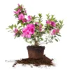 Purple Azalea Live Starter Plant, Formosa Shrub, 6-8 Inch Tall, 3 Inch Pot - Image 1