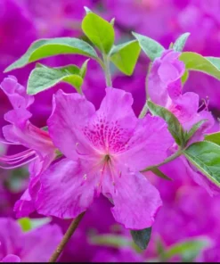 Purple Azalea Live Starter Plant, Formosa Shrub, 6-8 Inch Tall, 3 Inch Pot - Image 2