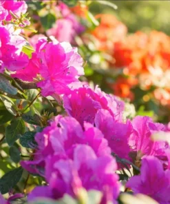 Purple Azalea Live Starter Plant, Formosa Shrub, 6-8 Inch Tall, 3 Inch Pot - Image 5