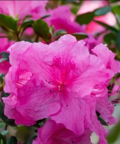 Purple Azalea Live Starter Plant, Formosa Shrub, 6-8 Inch Tall, 3 Inch Pot - Image 6