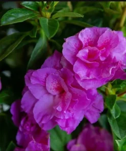 Purple Azalea Live Starter Plant, Formosa Shrub, 6-8 Inch Tall, 3 Inch Pot - Image 7