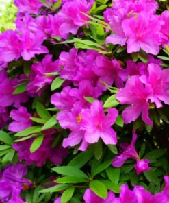 Purple Azalea Live Starter Plant, Formosa Shrub, 6-8 Inch Tall, 3 Inch Pot - Image 8
