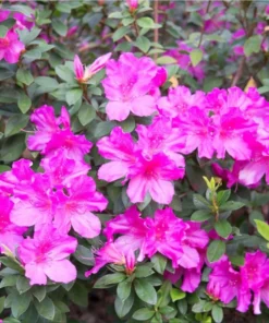 Purple Azalea Live Starter Plant, Formosa Shrub, 6-8 Inch Tall, 3 Inch Pot - Image 9