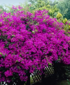Purple Bougainvillea Live Starter Plant – 4 Inch Pot – Outdoor Garden Flower - Image 10