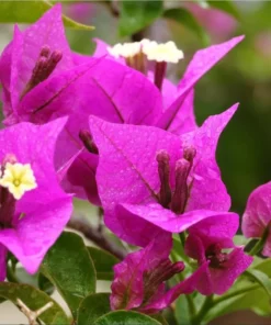 Purple Bougainvillea Live Starter Plant – 4 Inch Pot – Outdoor Garden Flower - Image 2