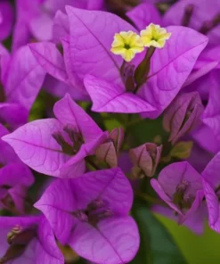 Purple Bougainvillea Live Starter Plant – 4 Inch Pot – Outdoor Garden Flower - Image 4