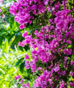 Purple Bougainvillea Live Starter Plant – 4 Inch Pot – Outdoor Garden Flower - Image 6