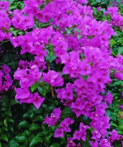 Purple Bougainvillea Live Starter Plant – 4 Inch Pot – Outdoor Garden Flower - Image 7
