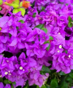 Purple Bougainvillea Live Starter Plant – 4 Inch Pot – Outdoor Garden Flower - Image 8