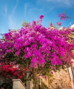 Purple Bougainvillea Live Starter Plant – 4 Inch Pot – Outdoor Garden Flower - Image 9