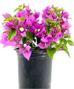 Purple Bougainvillea Live Starter Plant – 4 Inch Pot – Outdoor Garden Flower - Image 1
