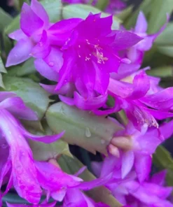 Purple Christmas & Thanksgiving Cactus Live Plant – 4-6