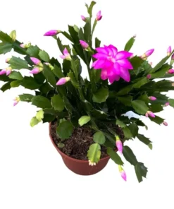 Purple Christmas & Thanksgiving Cactus Live Plant – 4-6