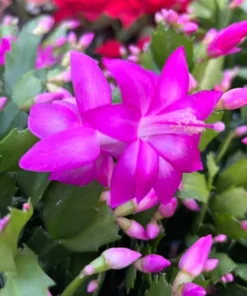Purple Christmas & Thanksgiving Cactus Live Plant – 4-6