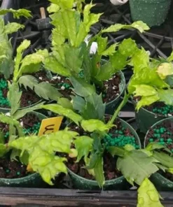 Purple Christmas & Thanksgiving Cactus Live Plant – 4-6