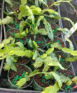 Purple Christmas & Thanksgiving Cactus Live Plant – 4-6