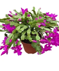 Purple Christmas & Thanksgiving Cactus Live Plant – 4-6" Tall – Indoor Succulent - Image 1