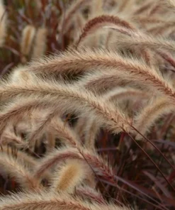 Purple Fountain Grass Live Plant - Pennisetum Setaceum Starter - 5-9 Inch Ornamental Grass - Image 3