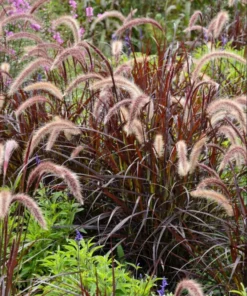 Purple Fountain Grass Live Plant - Pennisetum Setaceum Starter - 5-9 Inch Ornamental Grass - Image 4