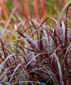 Purple Fountain Grass Live Plant - Pennisetum Setaceum Starter - 5-9 Inch Ornamental Grass - Image 6