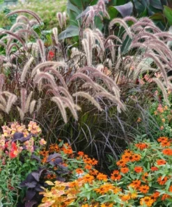Purple Fountain Grass Live Plant - Pennisetum Setaceum Starter - 5-9 Inch Ornamental Grass - Image 7