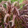 Purple Fountain Grass Live Plant - Pennisetum Setaceum Starter - 5-9 Inch Ornamental Grass - Image 1
