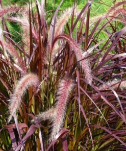 Purple Fountain Grass Live Plant - Pennisetum Setaceum Starter - 5-9 Inch Ornamental Grass - Image 1