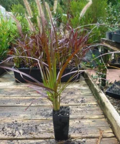 Purple Fountain Grass Live Plants - Set of 3, 5-8
