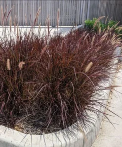 Purple Fountain Grass Live Plants - Set of 3, 5-8" Tall Starter Ornamental Grasses - Image 2