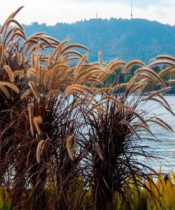 Purple Fountain Grass Live Plants - Set of 3, 5-8