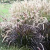 Purple Fountain Grass Live Plants - Set of 3, 5-8" Tall Starter Ornamental Grasses - Image 1