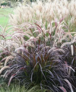 Purple Fountain Grass Live Plants - Set of 3, 5-8" Tall Starter Ornamental Grasses - Image 1